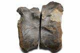 Cut/Polished Theropod Dinosaur (Allosaurus) Vertebra - Utah #360976-5
